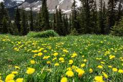 Icefields Parkway, Alberta