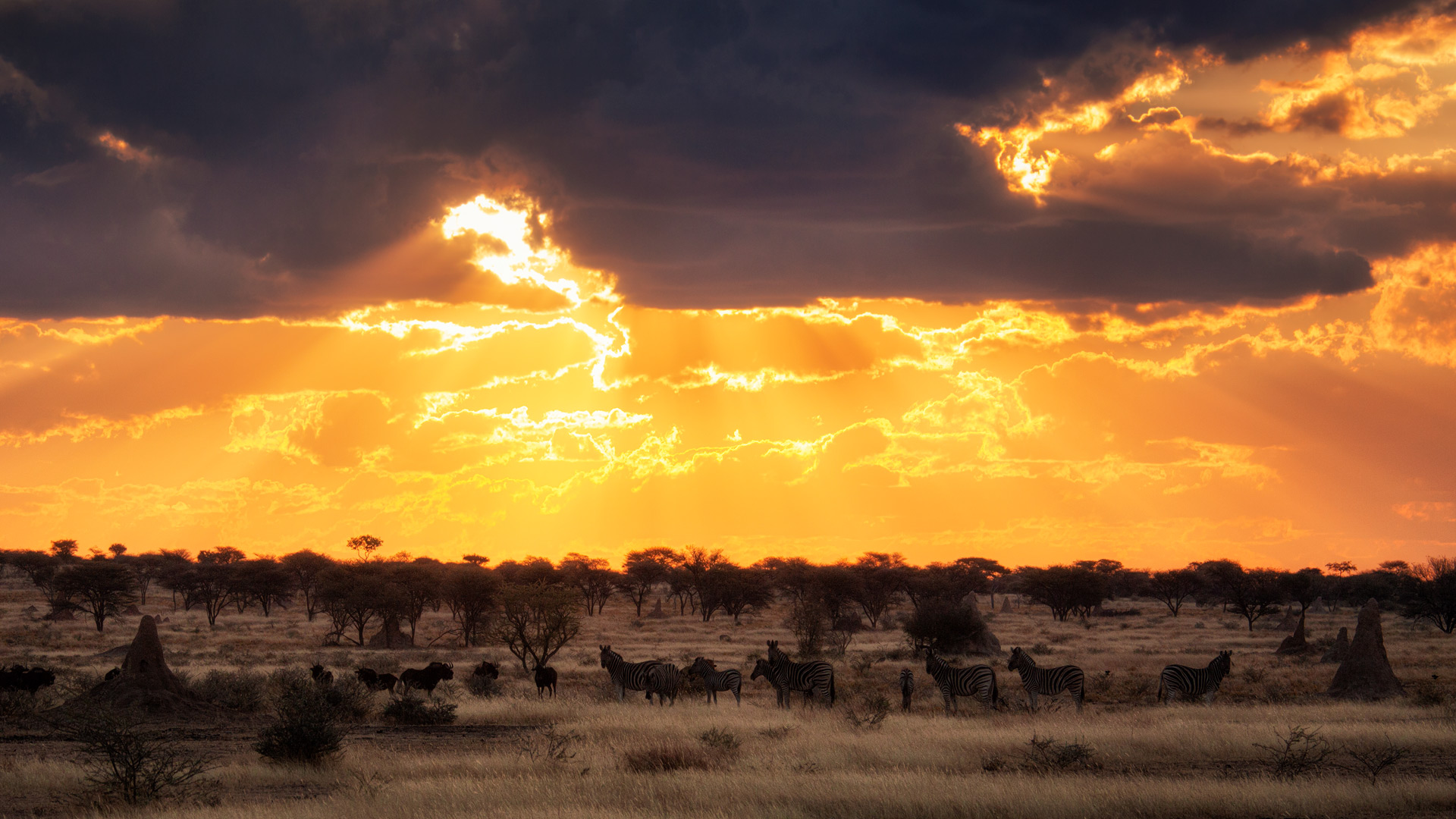 Ethosa National Park. Namibia