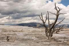 Mammoth Hot Springs. Yellowstone National Park. Wyoming