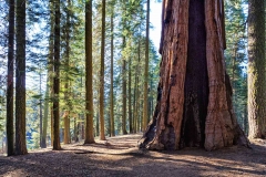 Sequoia National Park. California