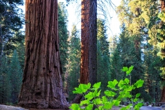 Sequoia National Park. California