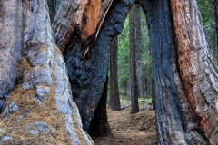 Sequoia National Park. California