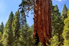 Sequoia National Park. California